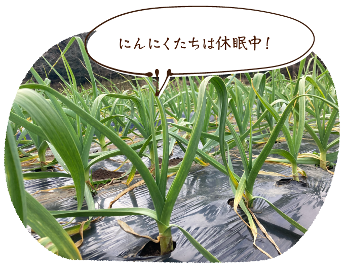 にんにくたちは休眠中!