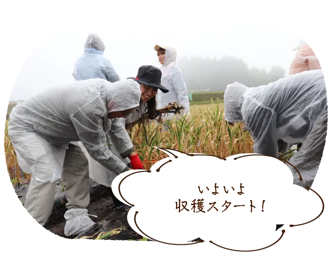 いよいよ収穫スタート!
