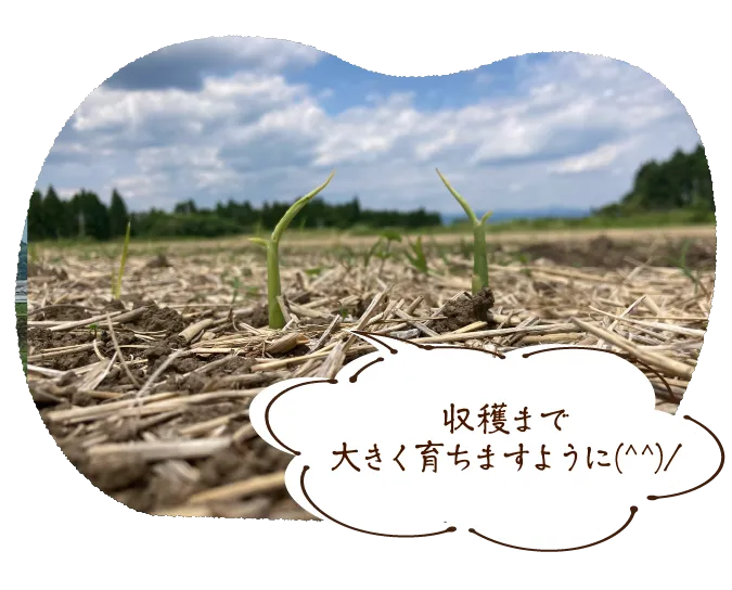 収穫まで大きく育ちますように(^^)/