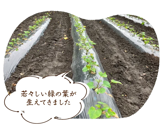 若々しい緑の葉が生えてきました