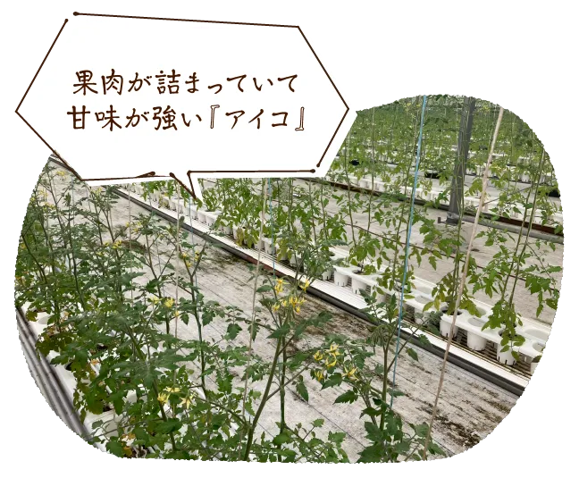 果肉が詰まっていて甘味が強い『アイコ』