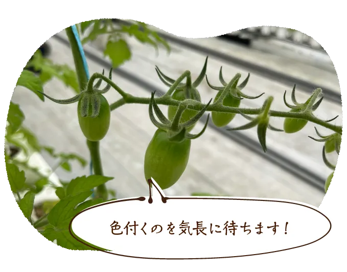 色付くのを気長に待ちます!