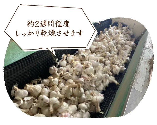 約2週間程度しっかり乾燥させます