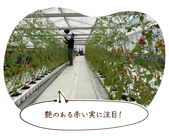 艶のある赤い実に注目!