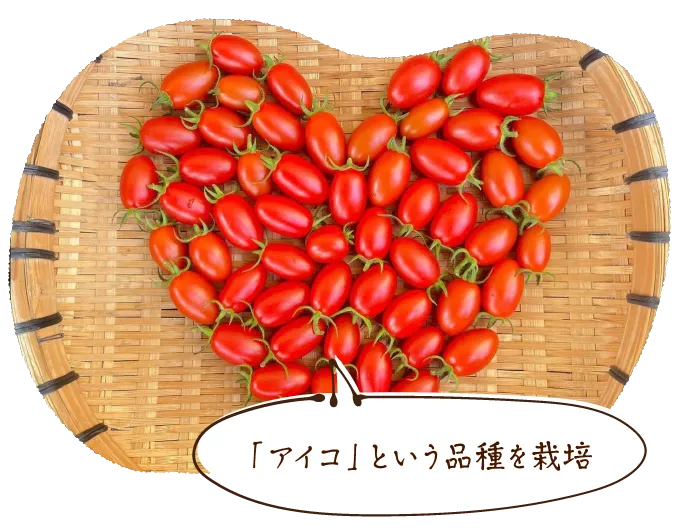 「アイコ」という品種を栽培