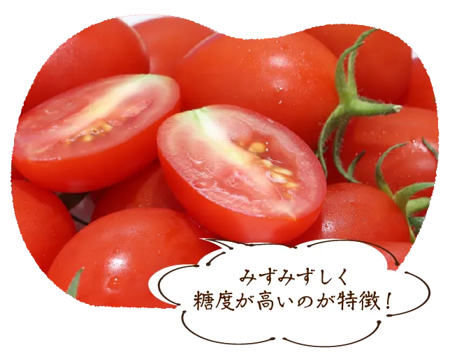 みずみずしく糖度が高いのが特徴!