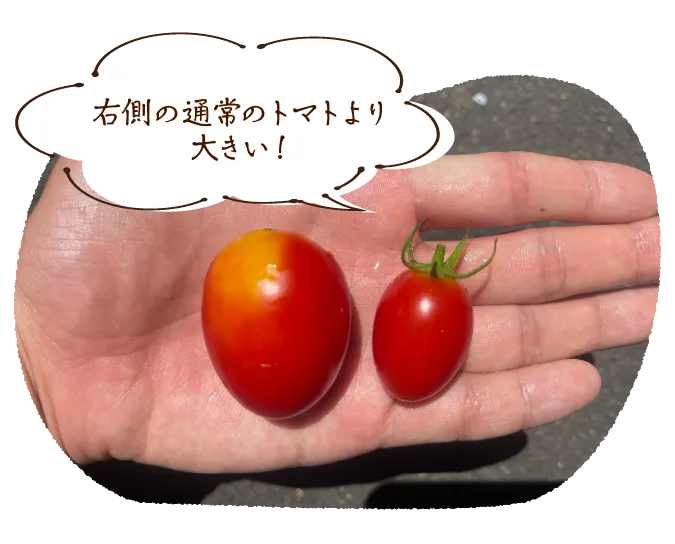 右側の通常のトマトより大きい!