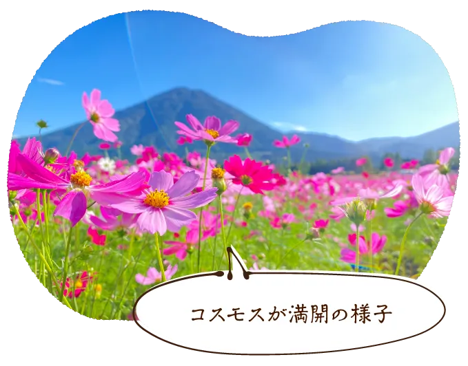 コスモスが見頃時季の様子