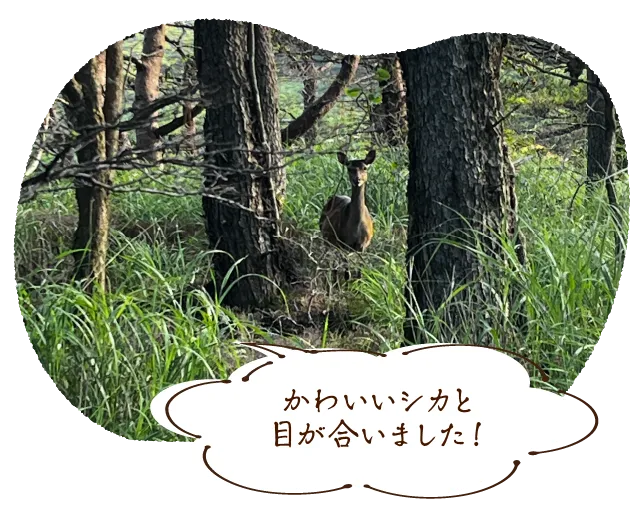 可愛らしいシカと目が合いました!
