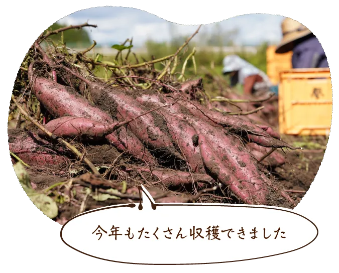 今年もたくさん収穫できました