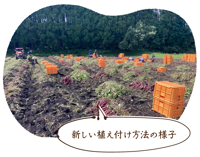 新しい植え付け方法の様子