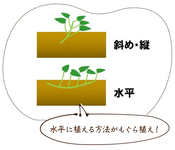 水平に植える方法がもぐら植え!