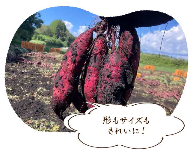 形もサイズもきれいに!