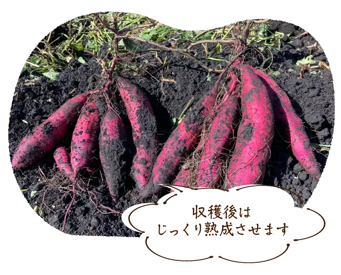 収穫後はじっくり熟成させます
