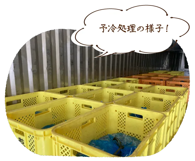 予冷処理の様子!