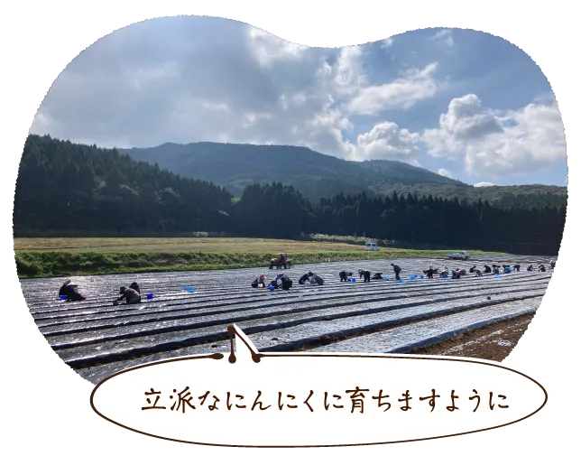 立派なにんにくに育ちますように