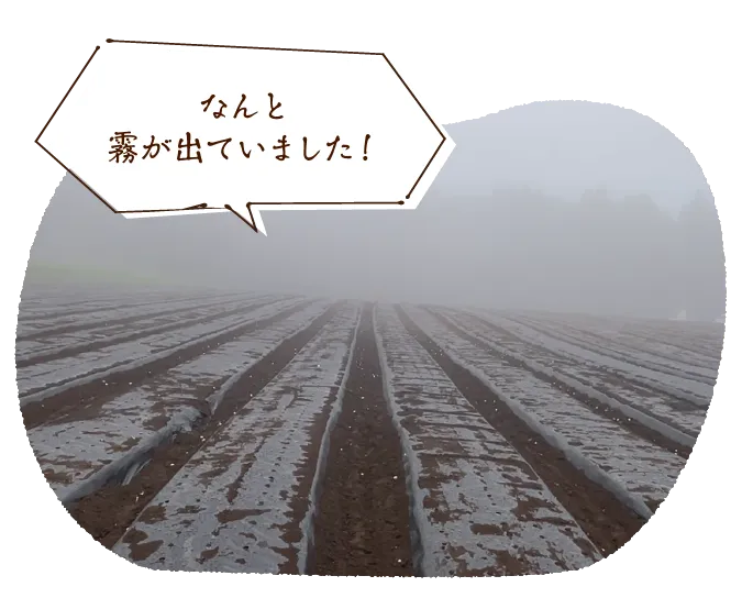 なんと霧が出ていました!