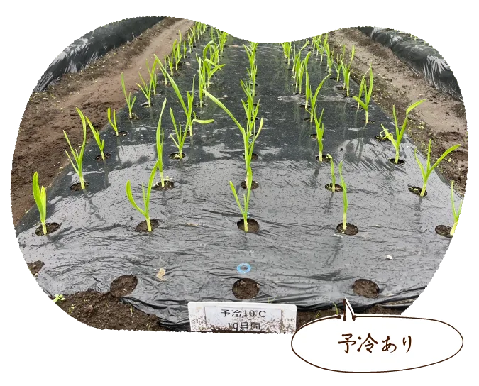 予冷あり