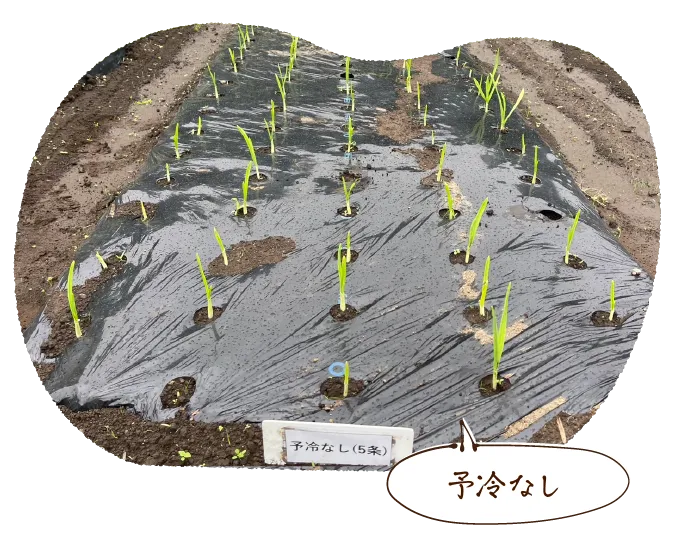 予冷なし