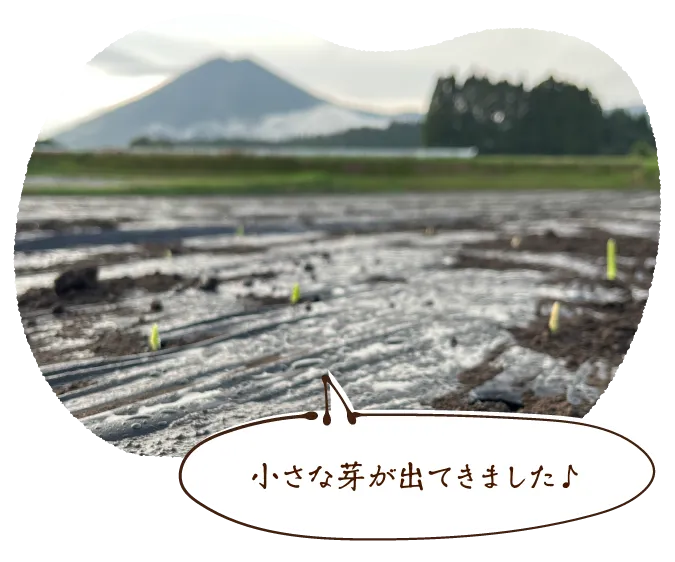 小さな芽が出てきました♪