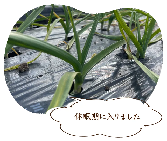 休眠期に入りました