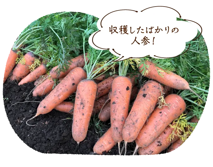 収穫したばかりの人参!
