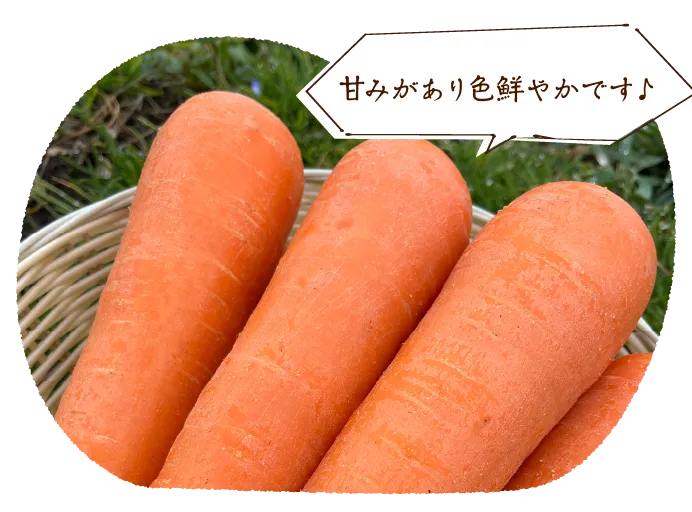 収穫したばかりの人参!