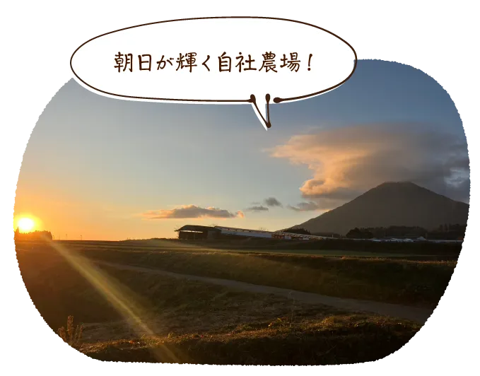 朝日が輝く自社農場!