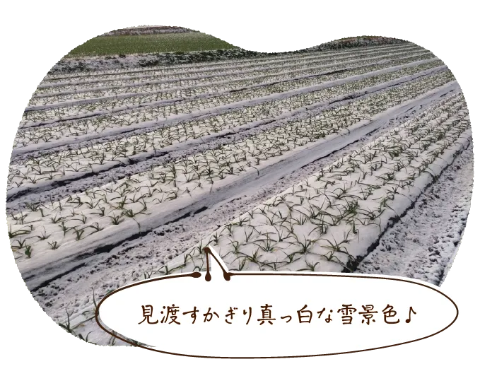 見渡すかぎり真っ白な雪景色♪