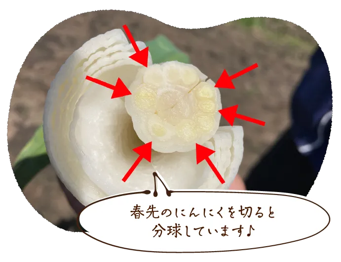 春先のにんにくを切ると分球しています♪