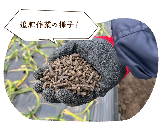 追肥作業の様子!