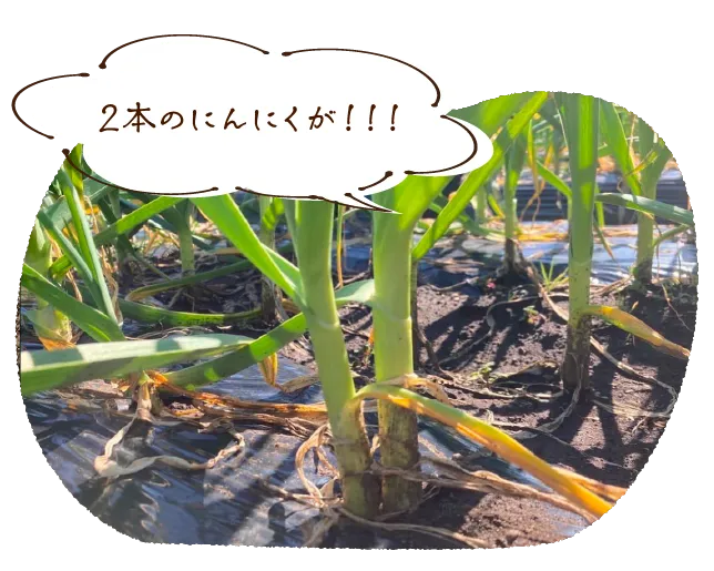 2本のにんにくが