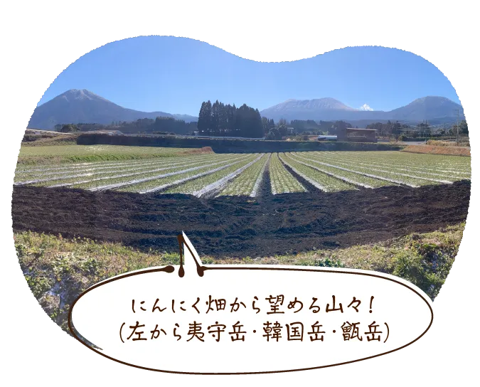 にんにく畑から望める山々!(左から夷守岳・韓国岳・甑岳)