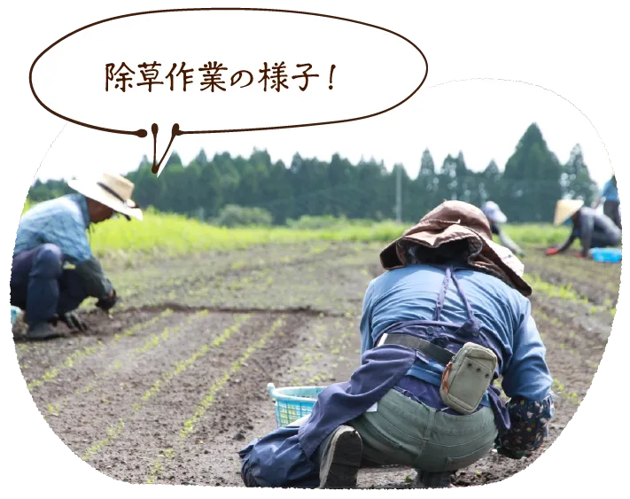 除草作業の様子!