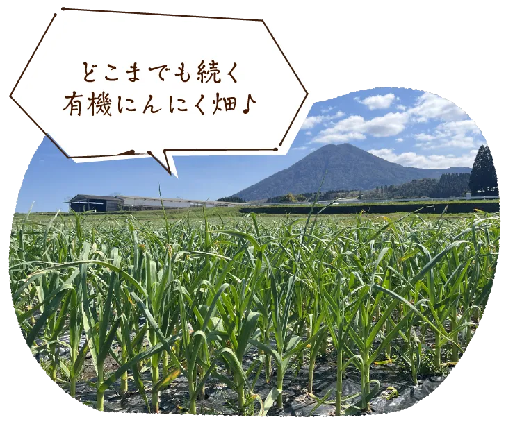 追肥作業の様子!