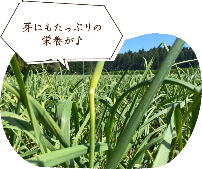 芽にもたっぷりの栄養が!