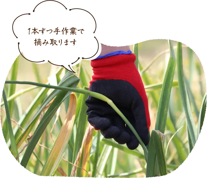 1本ずつ手作業で摘み取ります