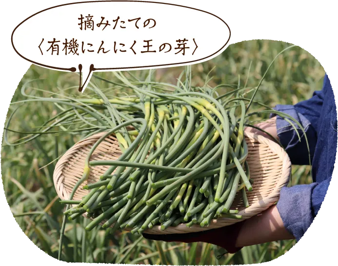 摘みたての〈有機にんにく王の芽〉