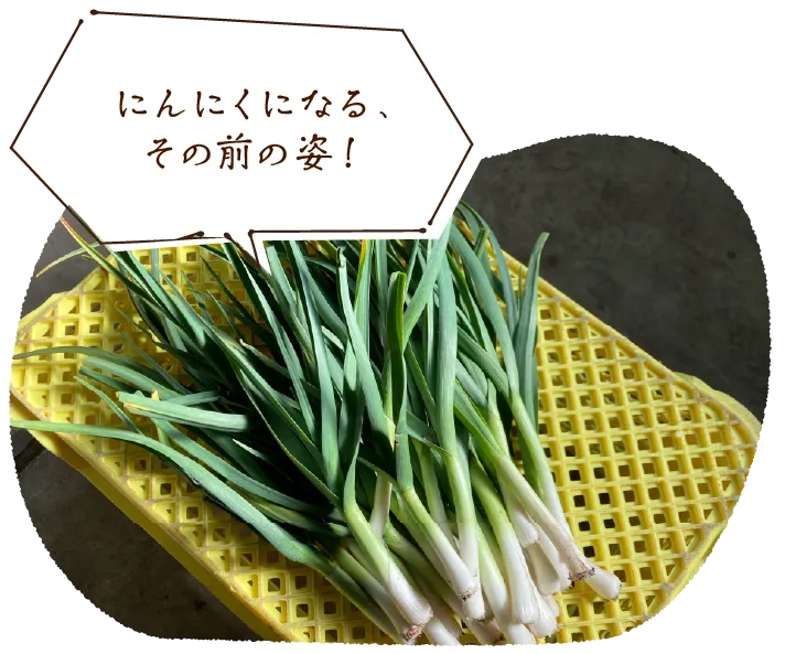 「にんにくになる、その前の姿!」
