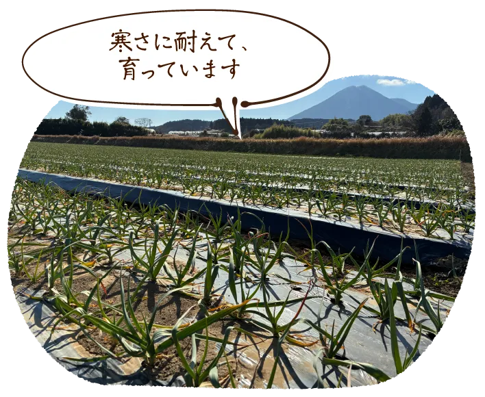 「寒さに耐えて、育っています」