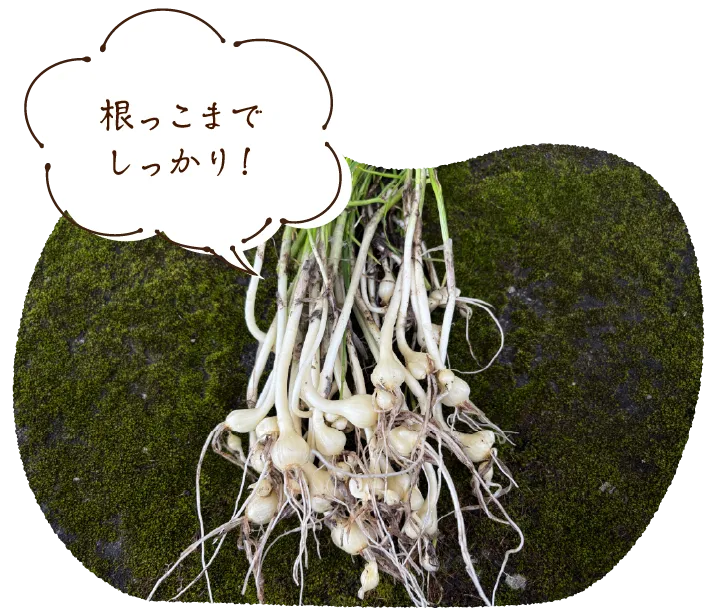 「根っこまでしっかり!」