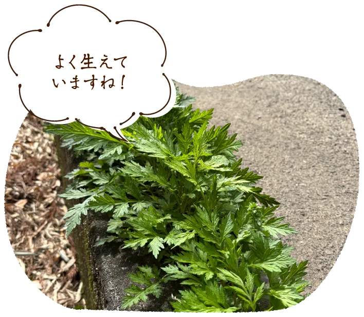 「よく生えていますね!」