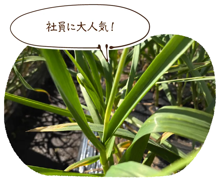 「社員に大人気!」