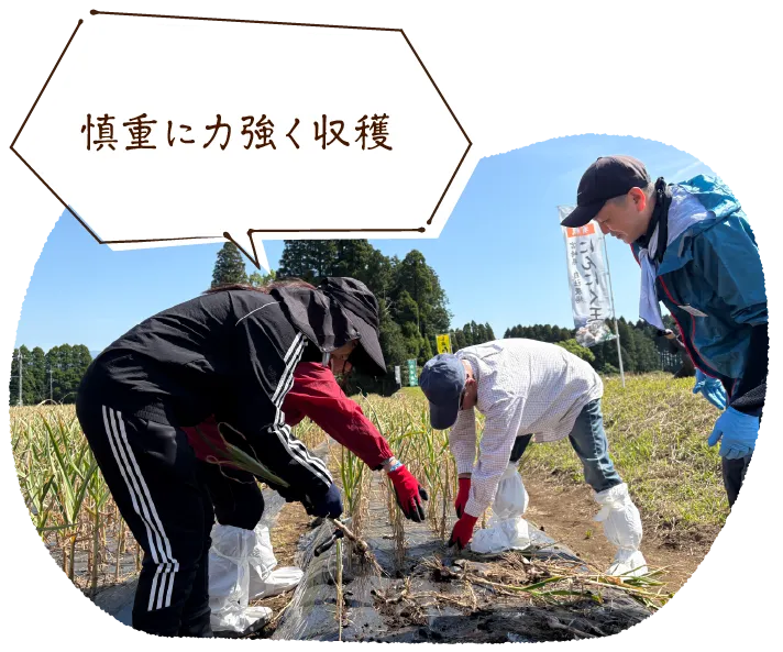 「慎重に力強く収穫」