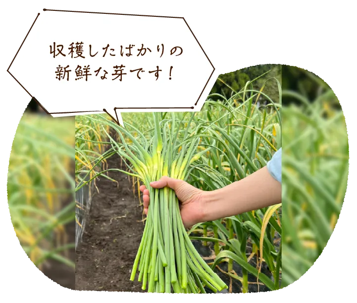 「収穫したばかりの新鮮な芽です！」