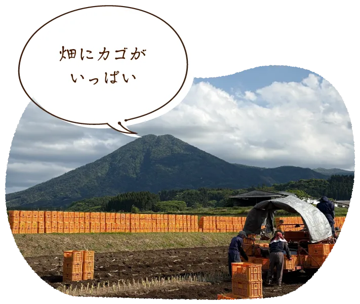 「畑にカゴがいっぱい」