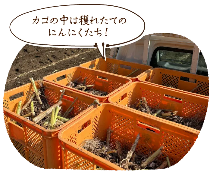 「カゴの中は穫れたてのにんにくたち!」