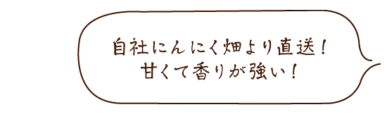 自社にんにく畑より直送!甘くて香りが強い!