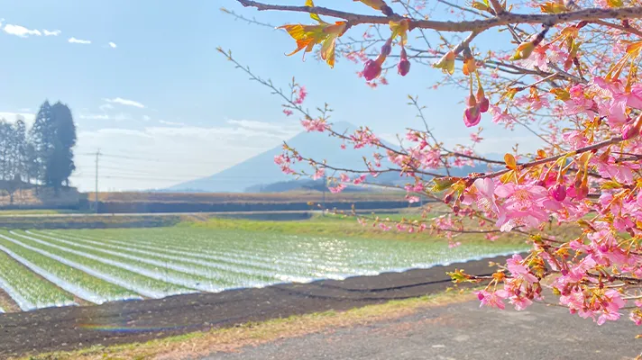 社員から大人気〈有機にんにく王の芽〉！！！