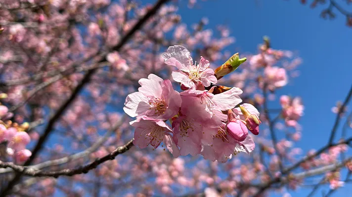 春の山菜とにんにくの芽の季節がやってきました！